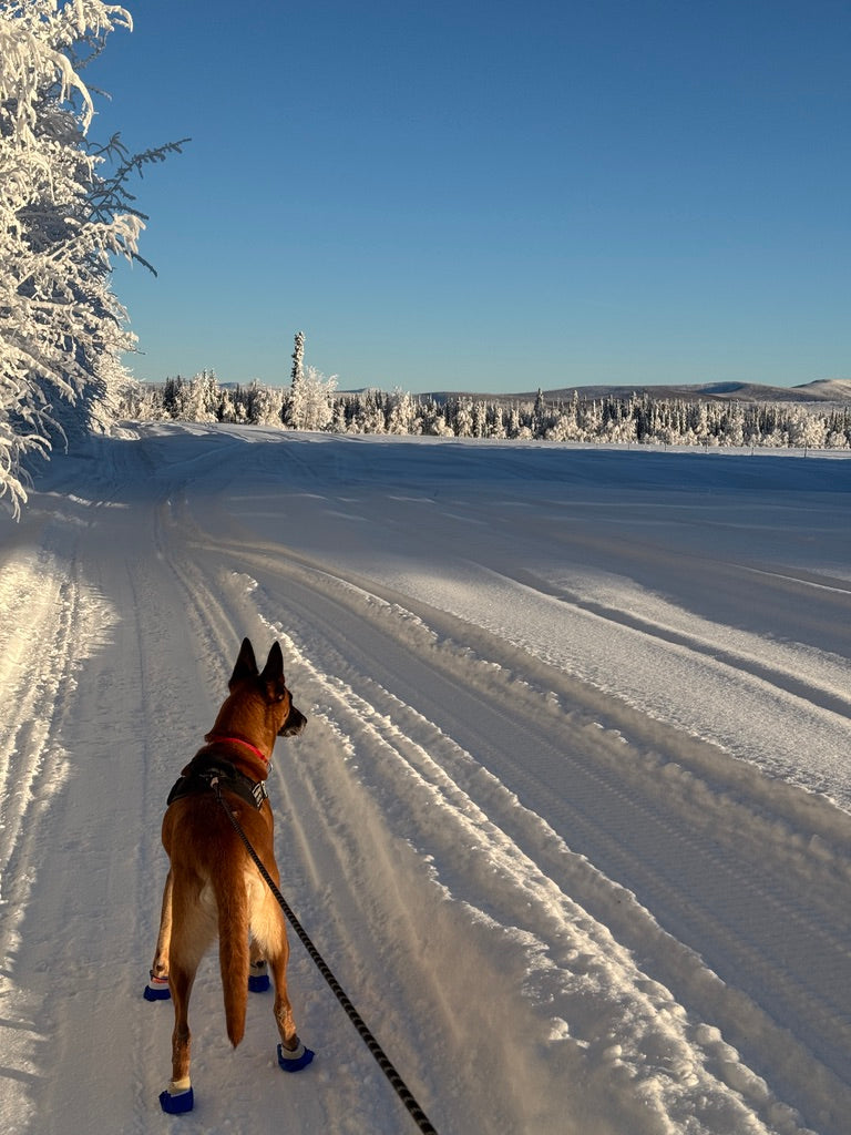 Dog on a leash walking on a snow-covered path with trees and mountains in the background.