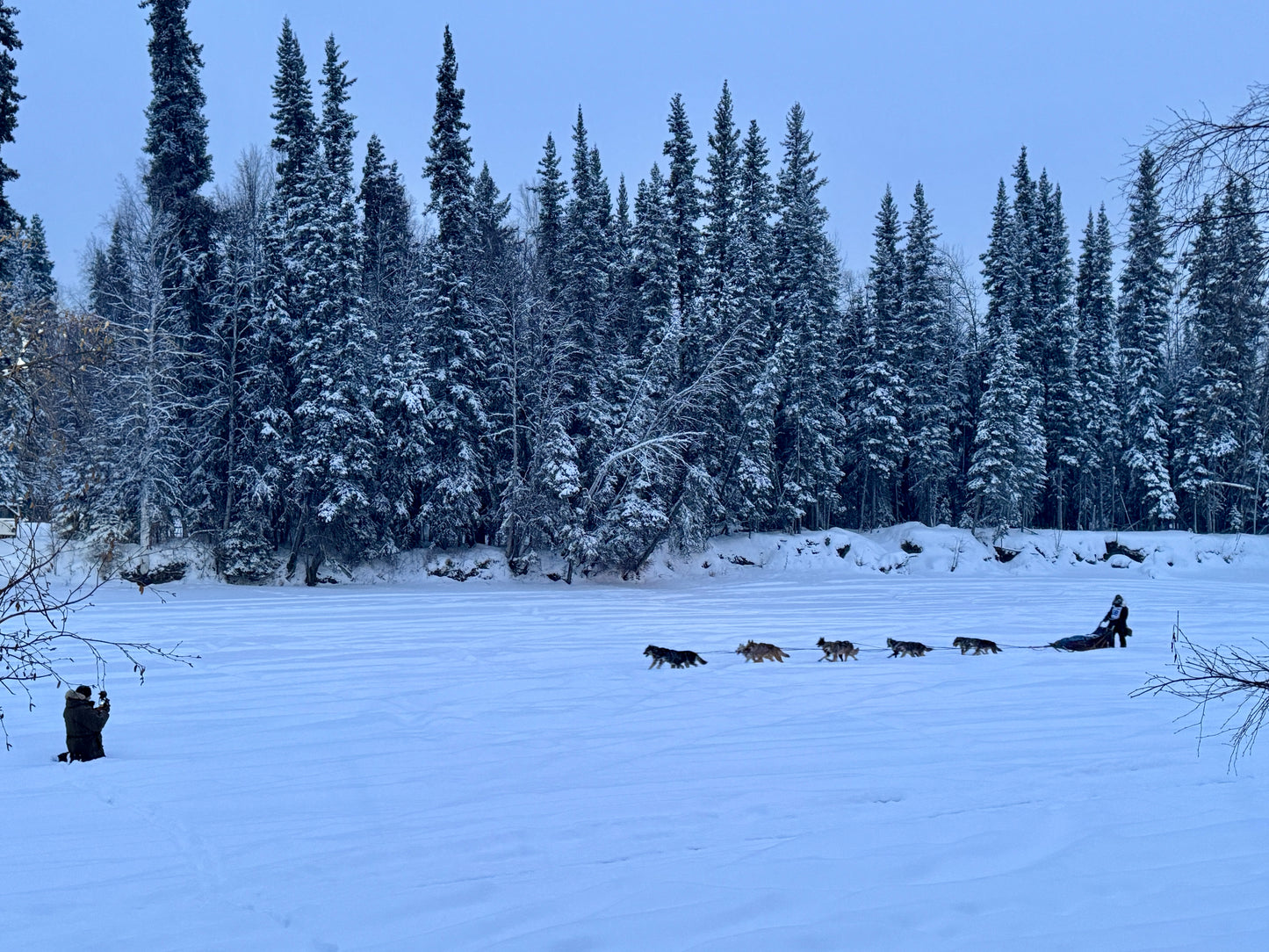 sled dogs and musher on the river
