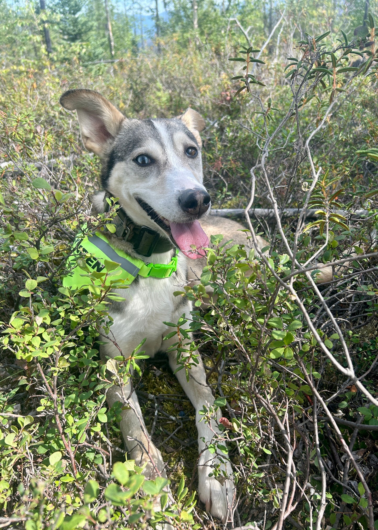 Dog in a green vest standing among bushes