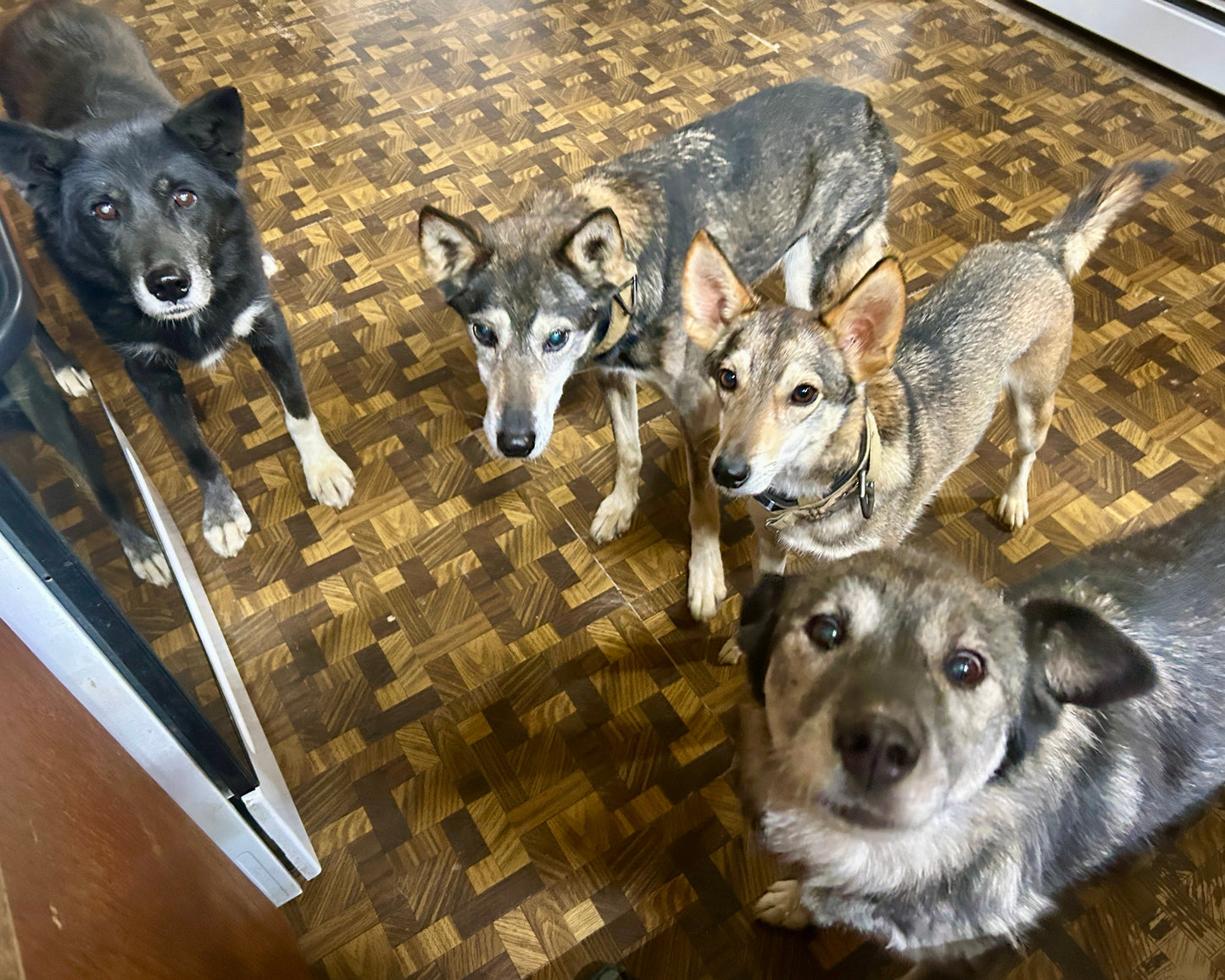 Four dogs on a wooden floor