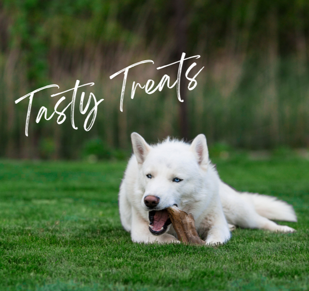 white husky with a bone and words tasty treats