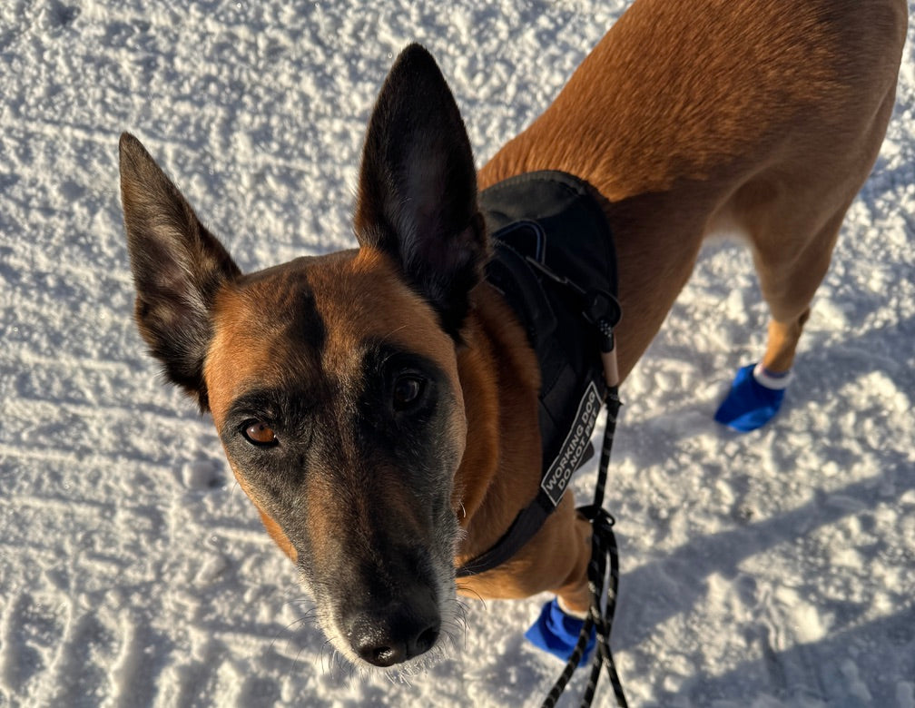 Back the Big Dogs: Our Kennel Coaches