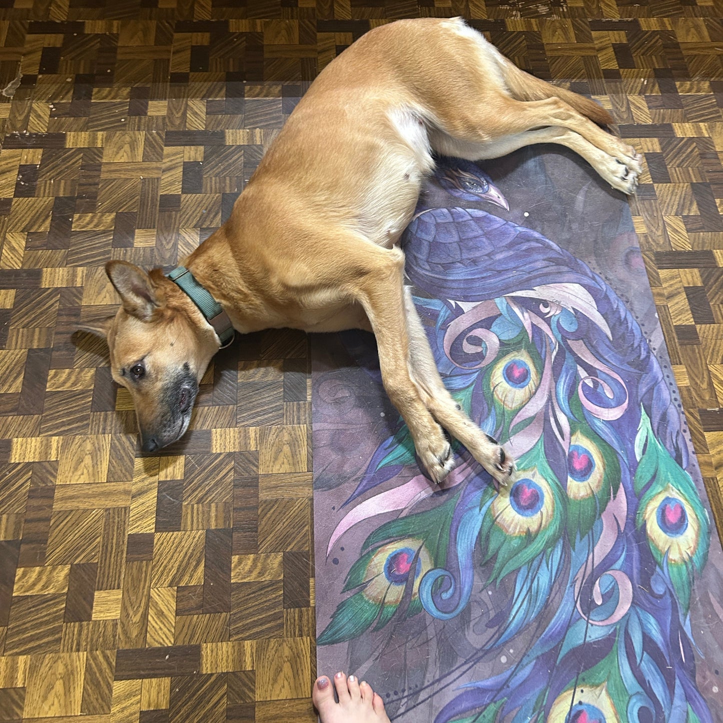 Dog lying on a rug with peacock feather design