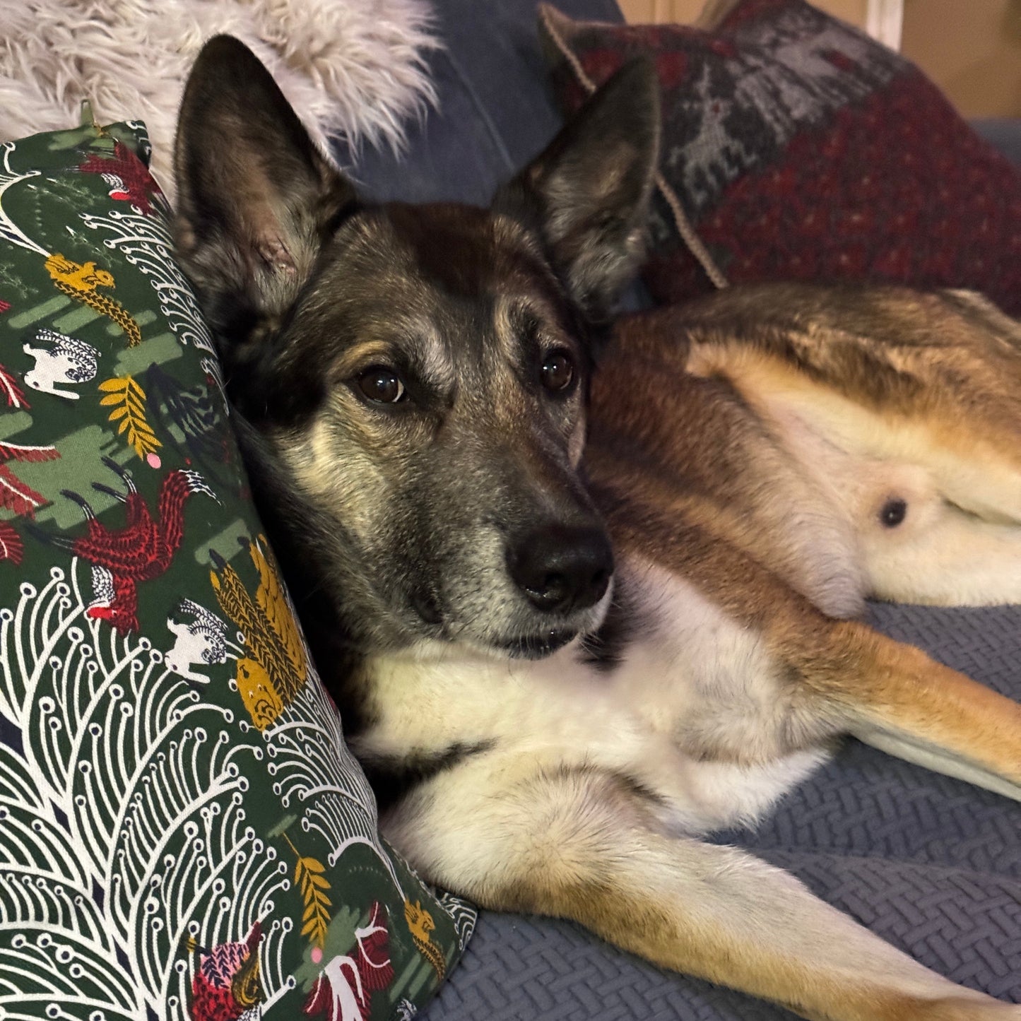 Dog lying on a patterned cushion with a blue textured surface in the background