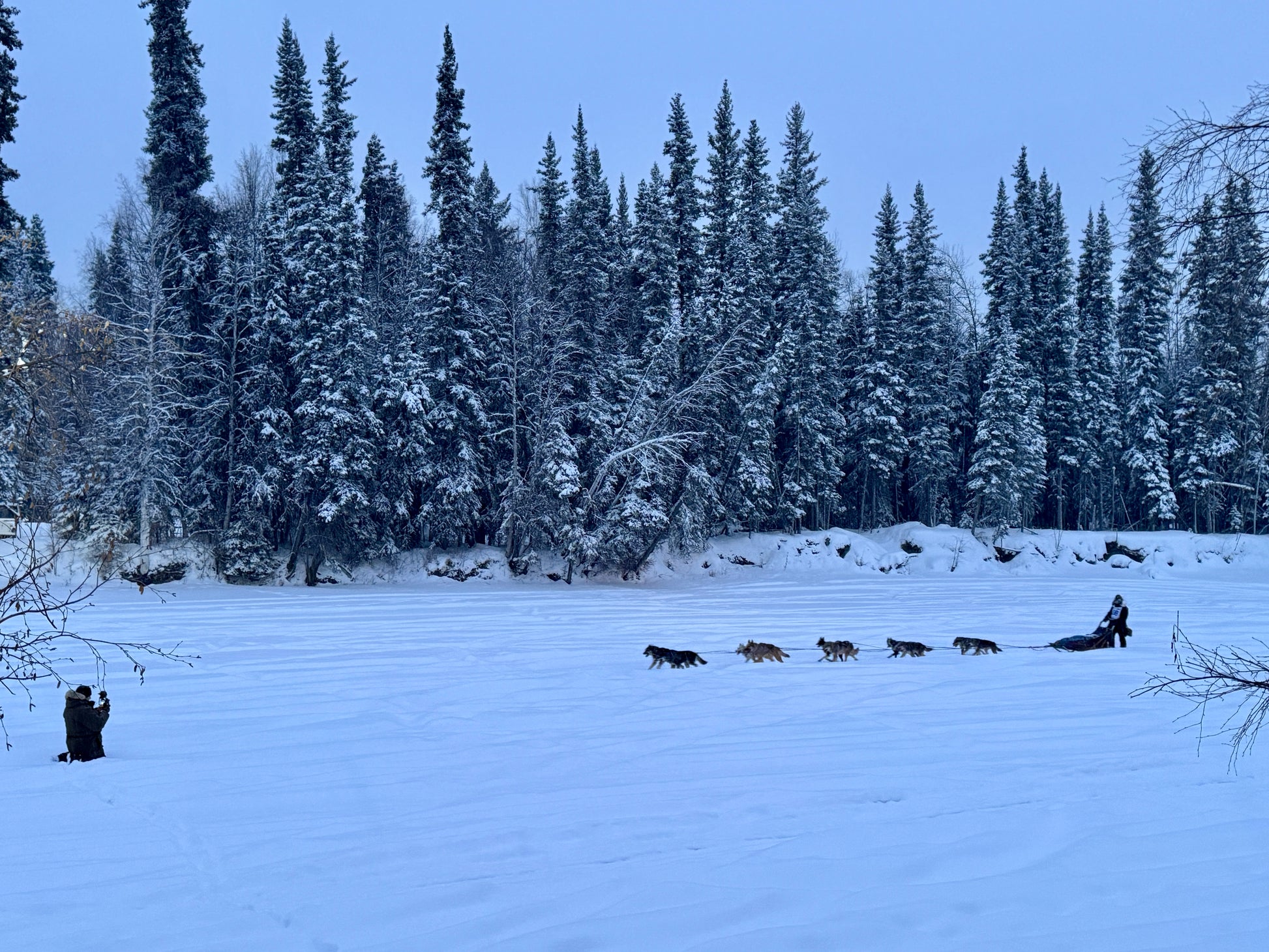 sled dogs and musher on the river
