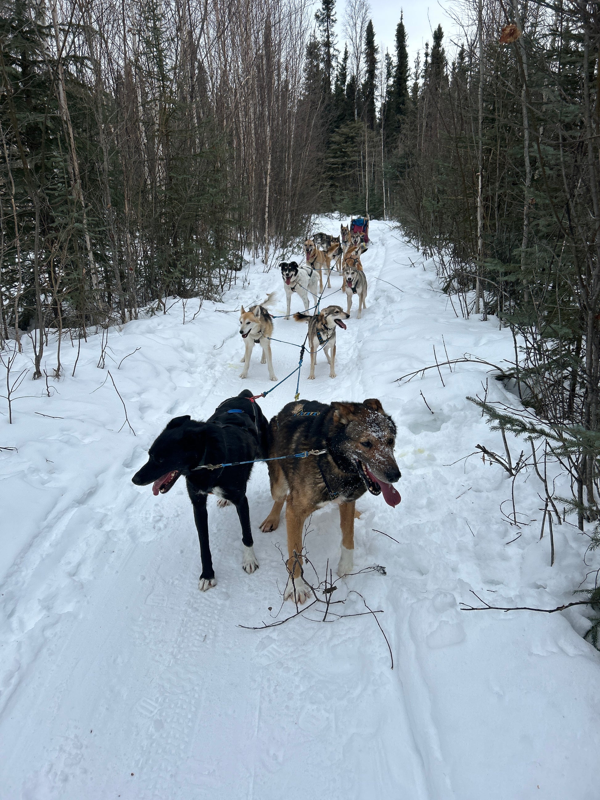 Group of dogs playing in the snow with a forest in the background