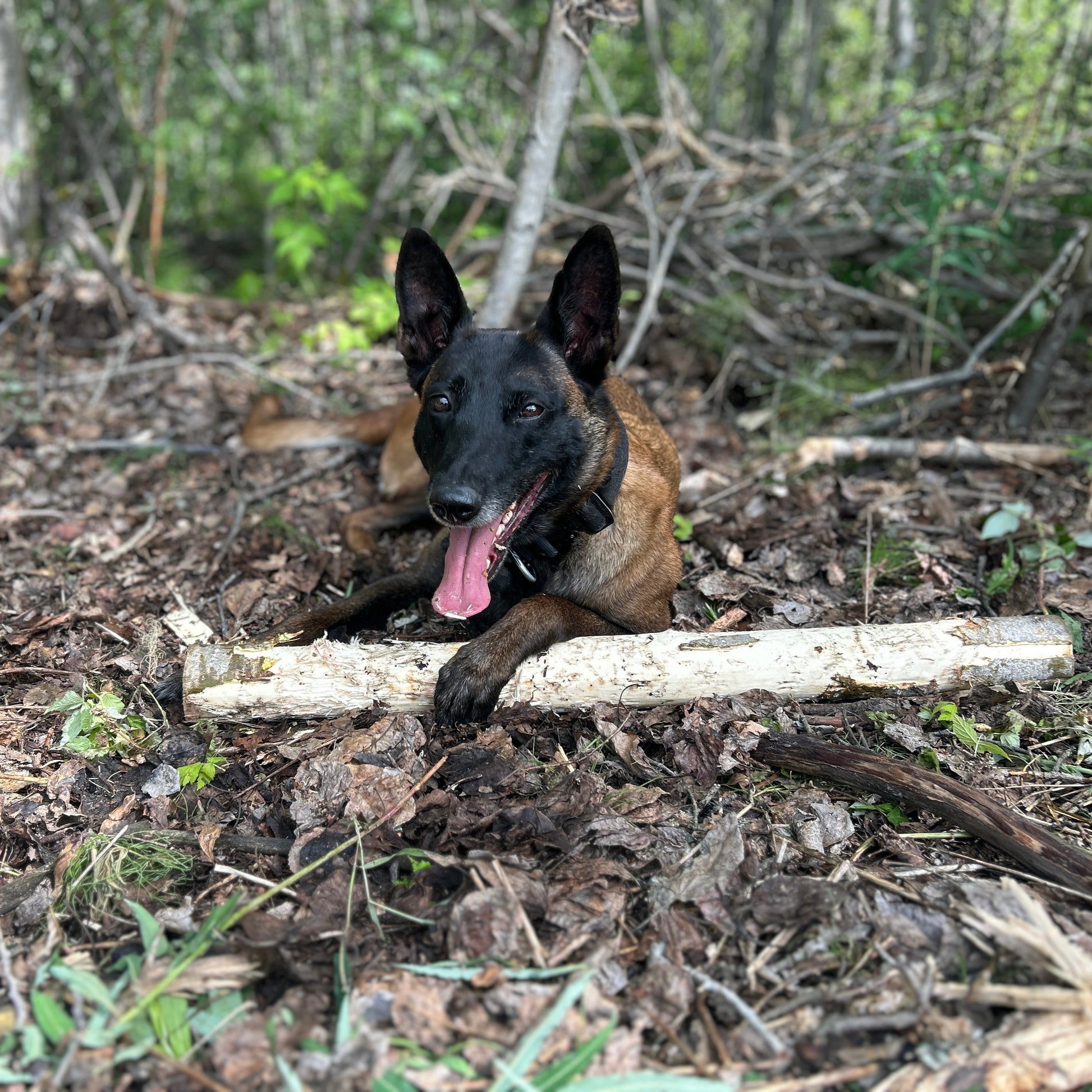 Dog sitting on a log in a forest setting