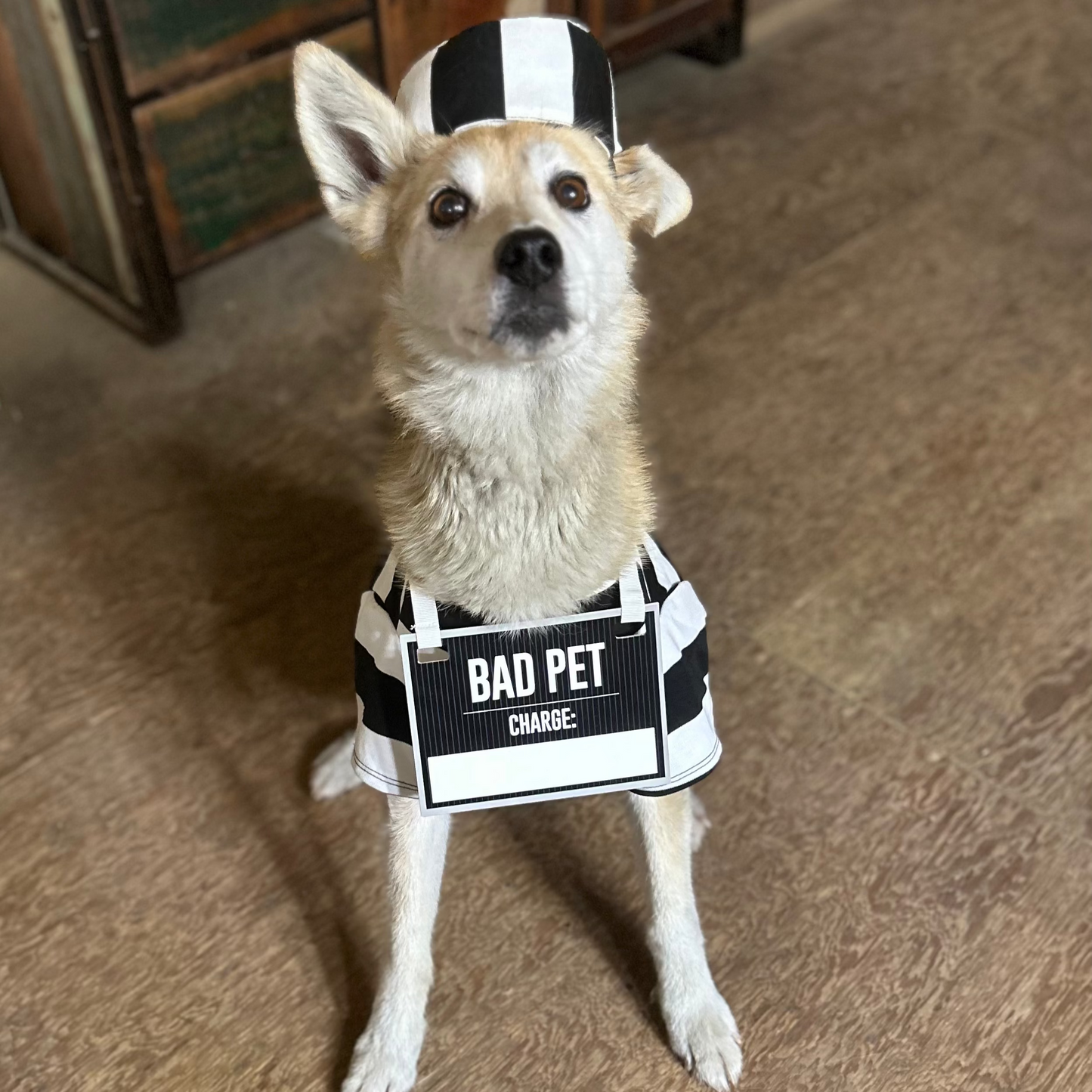 Dog wearing a 'Bad Pet' sign and cap indoors