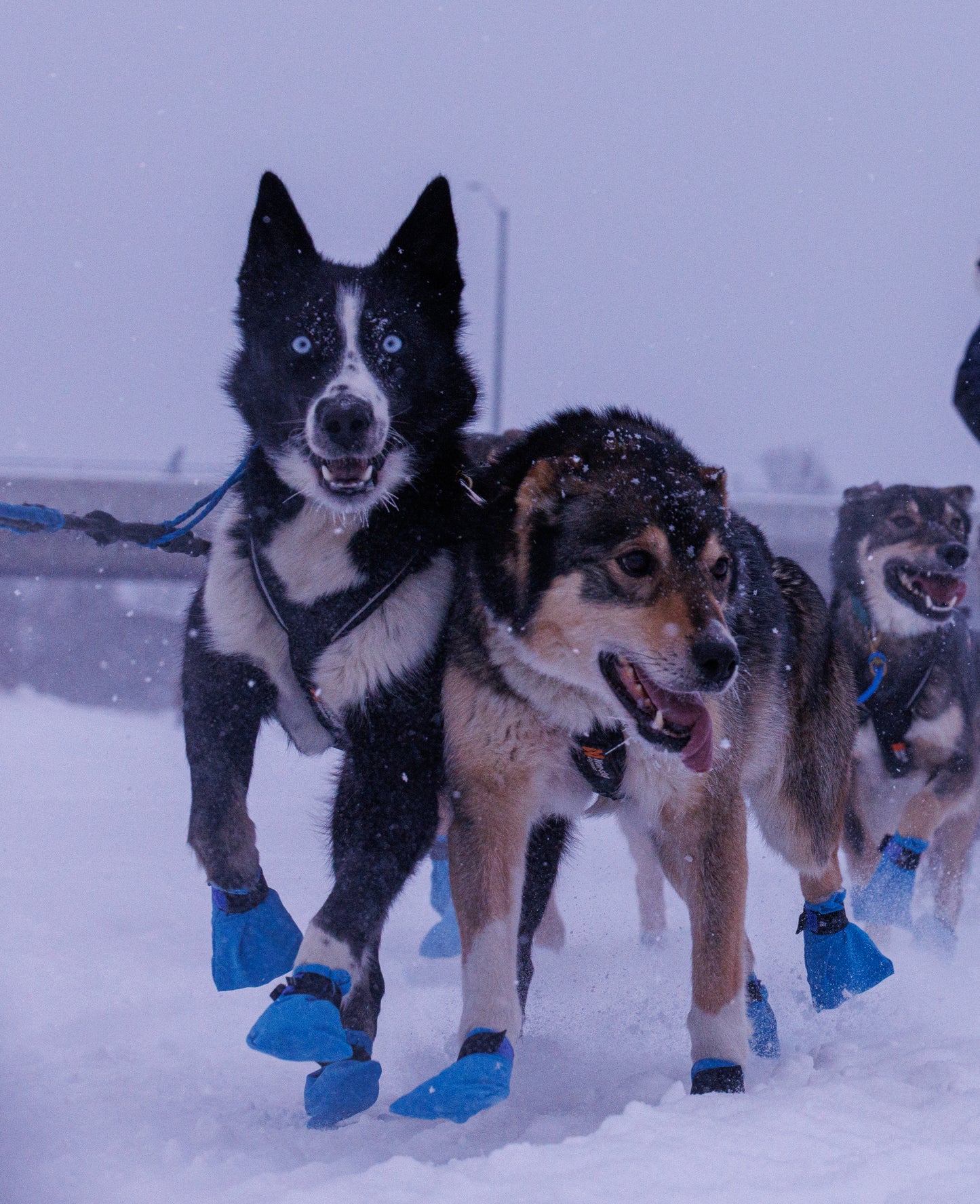 Three dogs with blue booties on running in the snow