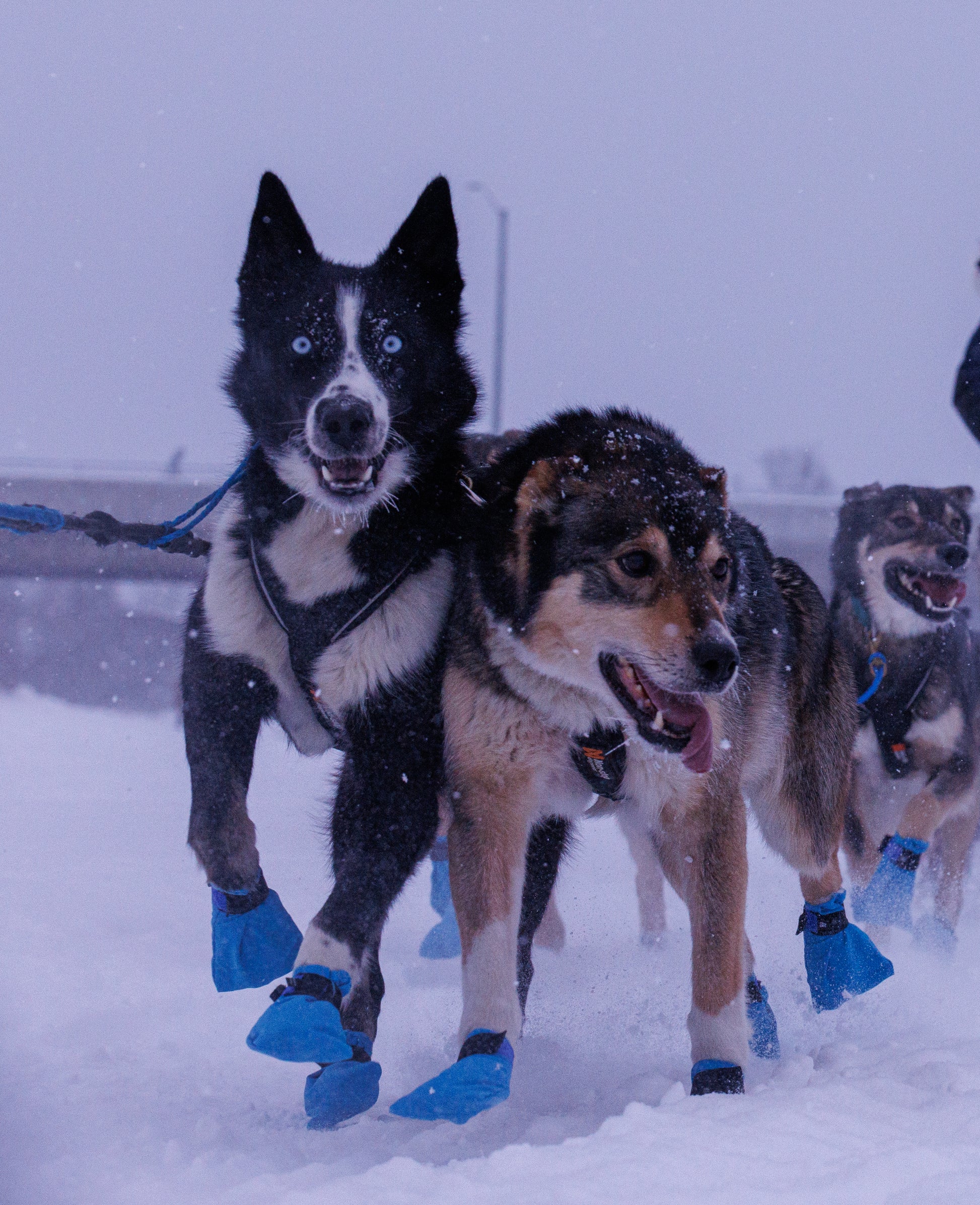Three dogs with blue booties on running in the snow