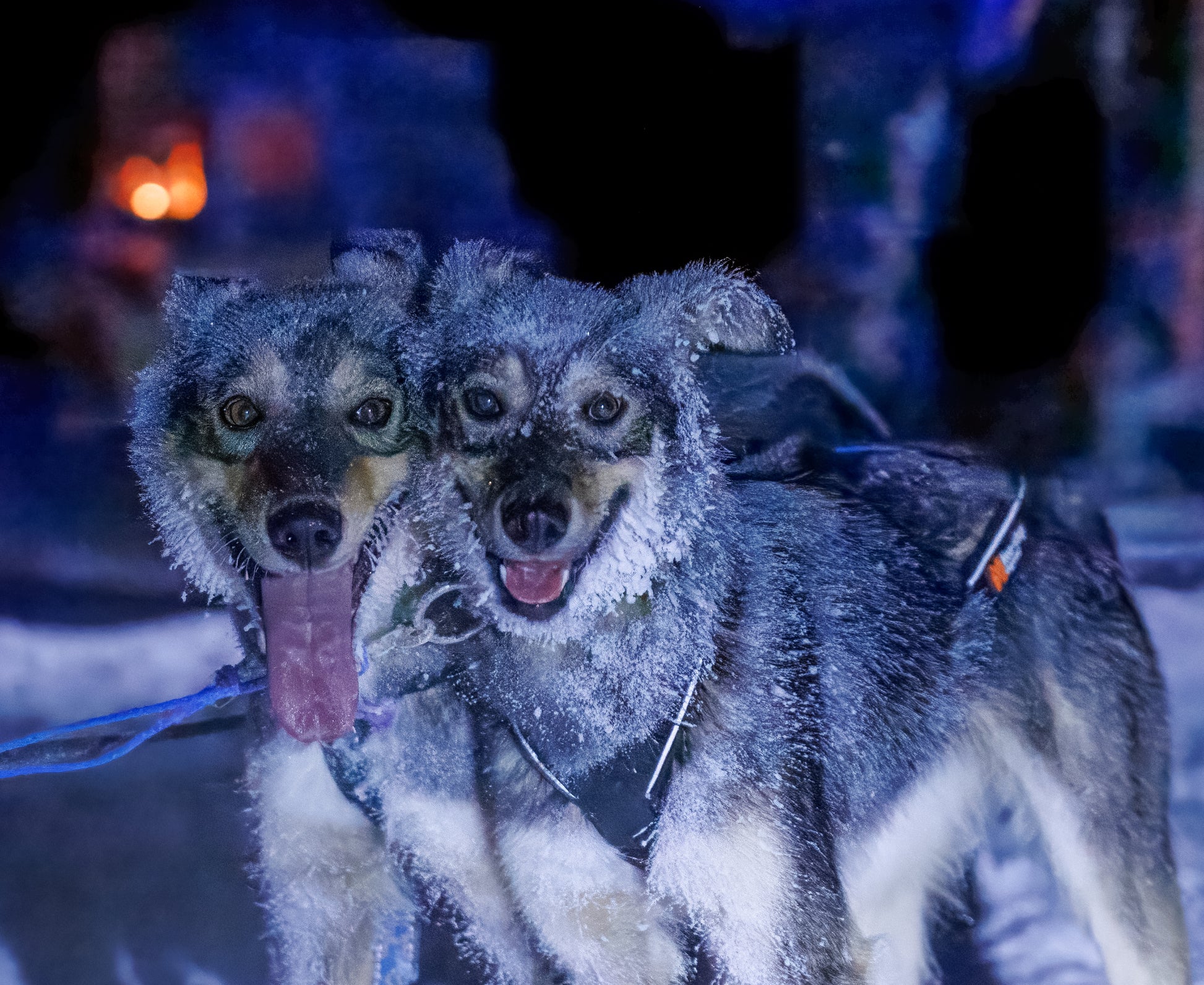 Two huskies with frost on their fur in a snowy environment