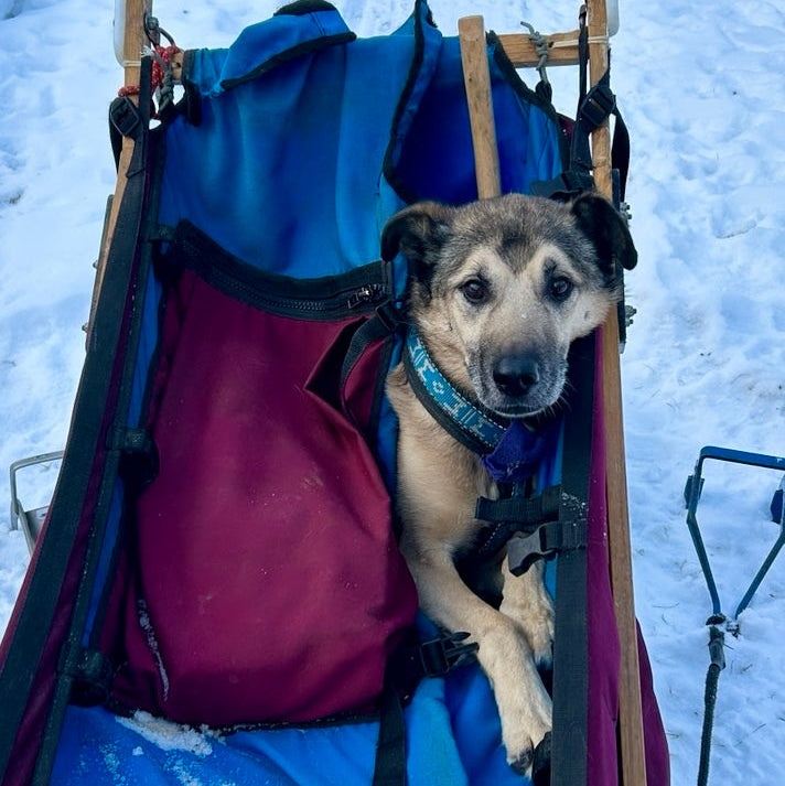 Dog in a sled with blue and red bags on a snowy background