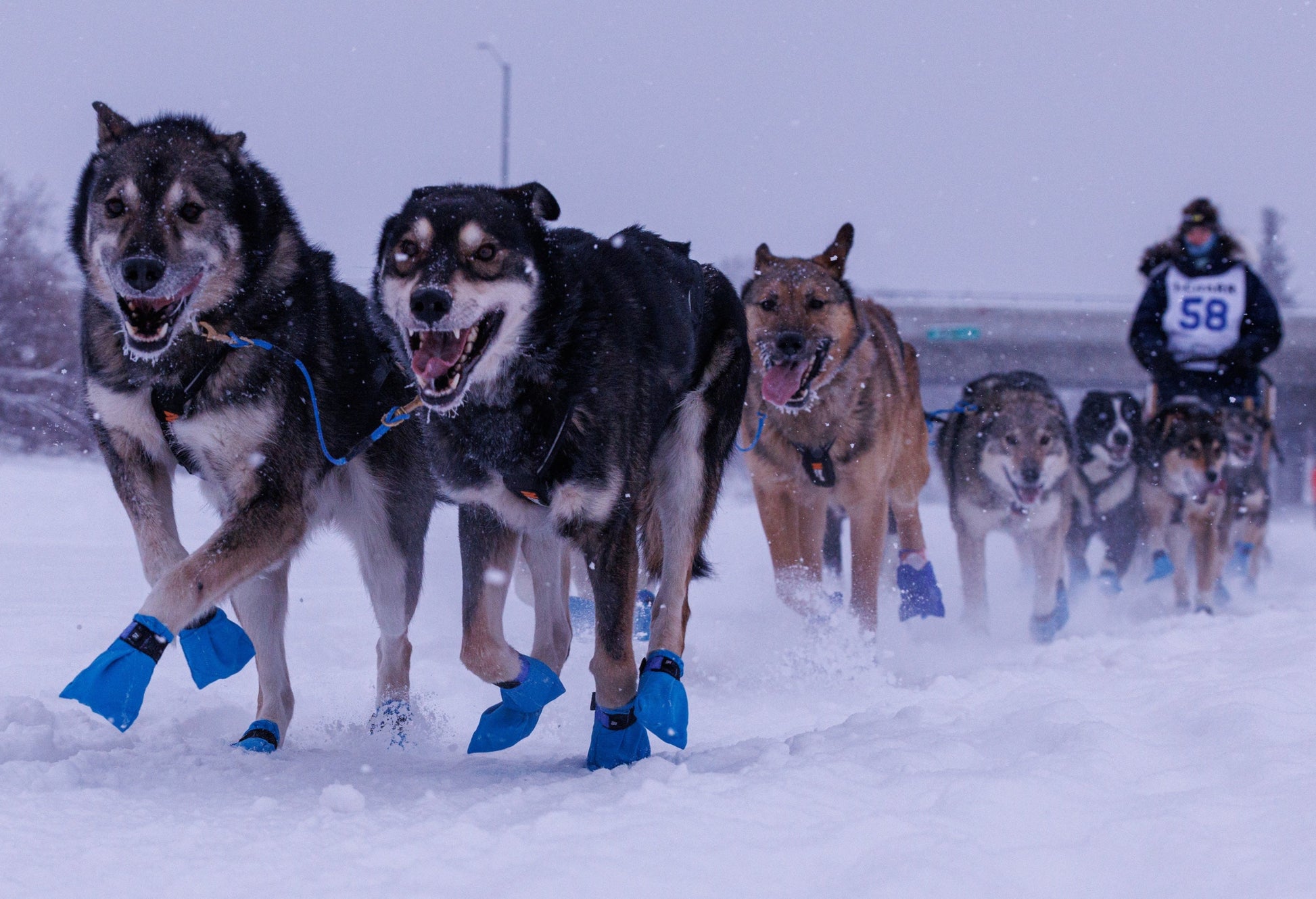 Dog sled race with dogs running on snow, musher in the background